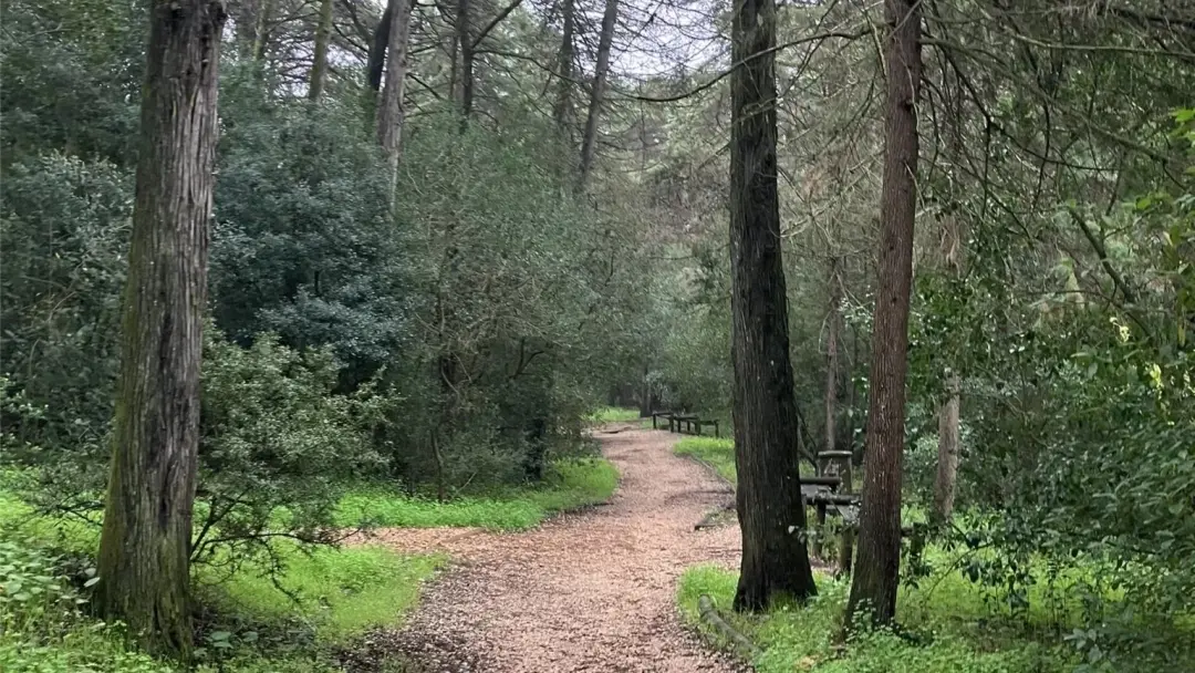 Morning walk #63: Calhau - Parque da Pedra - Encosta da Serafina