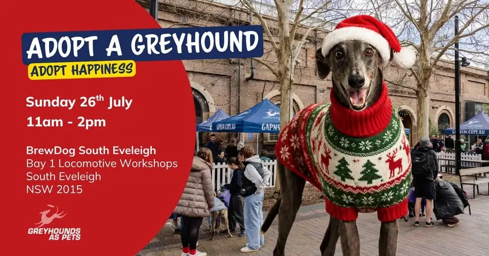 Beers & Greyhounds | Greyhound Adoption Day