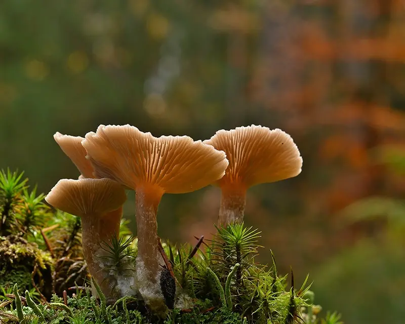 Svampföreläsning