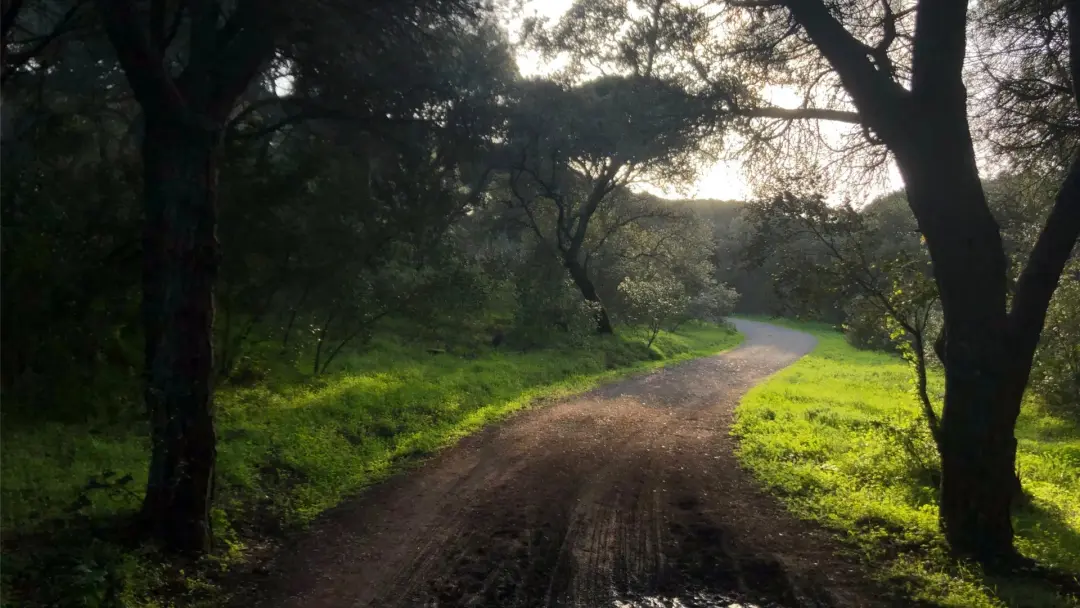 Morning walk #60: Rota do Alto do Duque