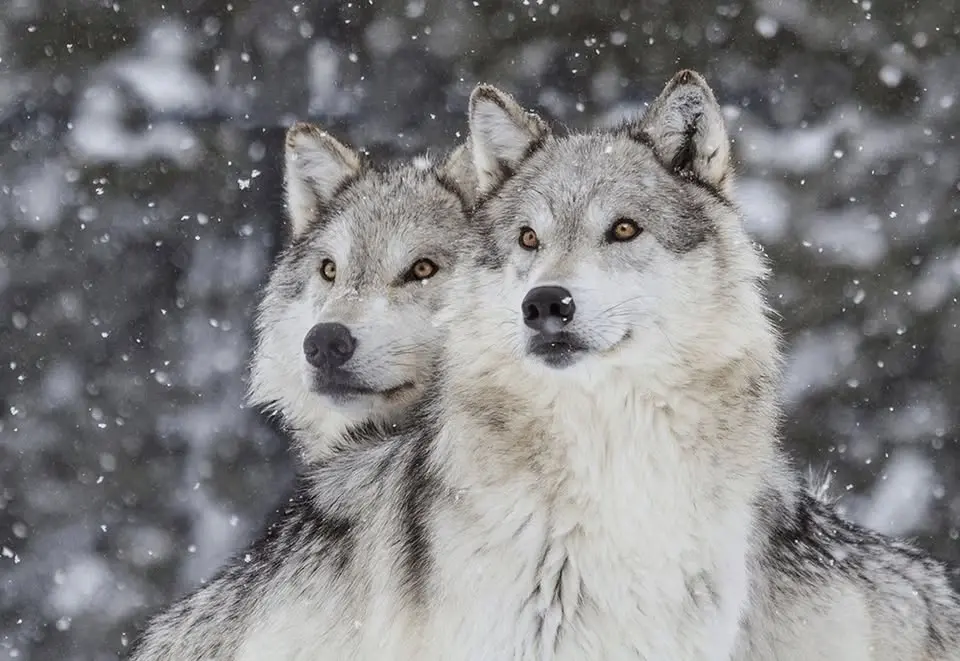Wild Wolves of Yellowstone: Explorer Doug Smith