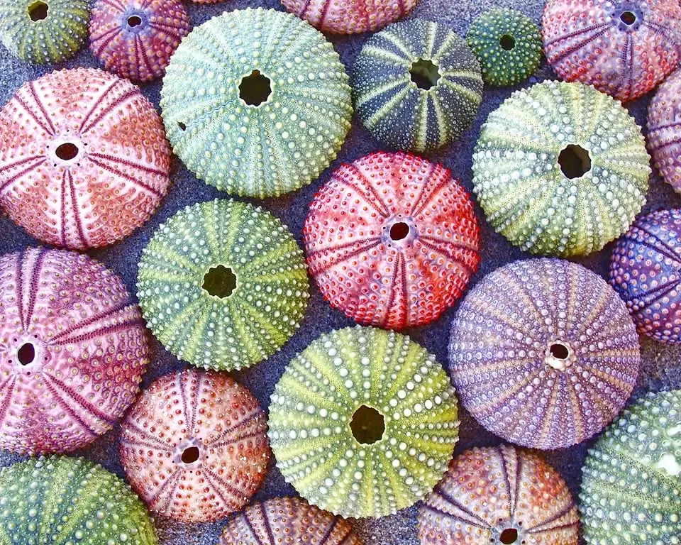 Sea Urchin Paint Night