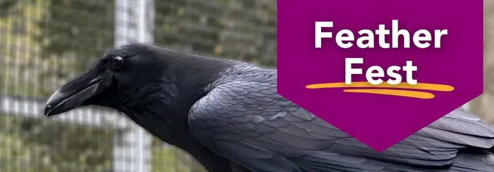 Feather Fest