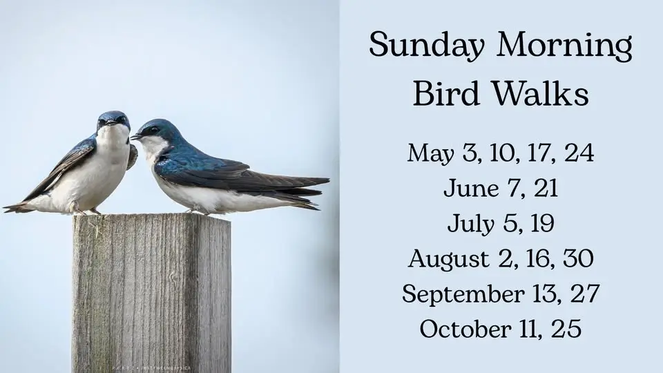 Sunday Morning Bird Walks