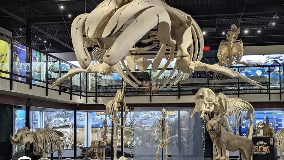 Sketch @ Skeleton Museum of Osteology