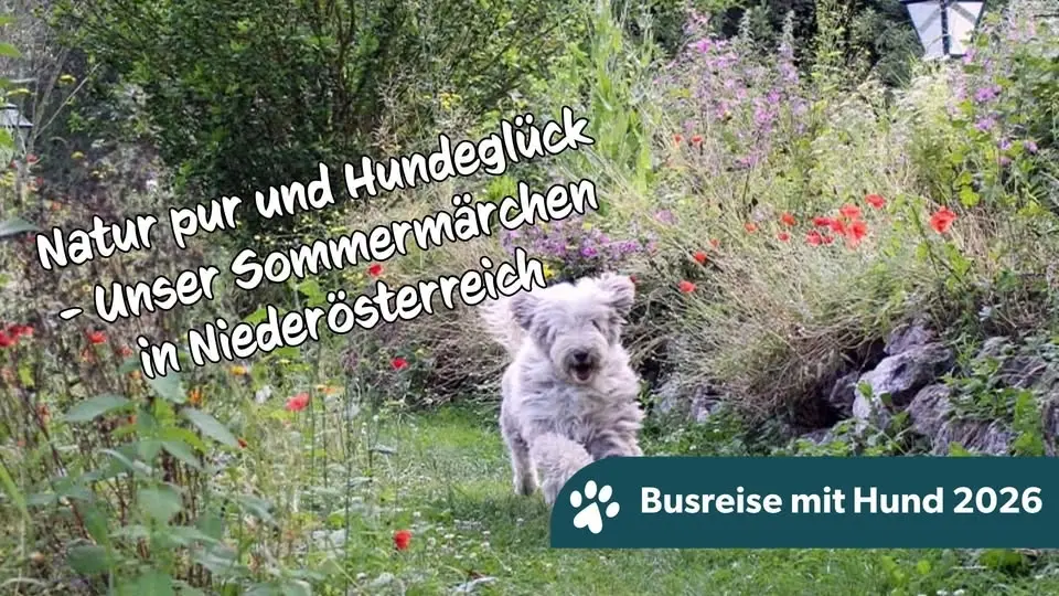 7 Tage | Natur pur & Hundeglück - Unser Urlaub in Niederösterreich!