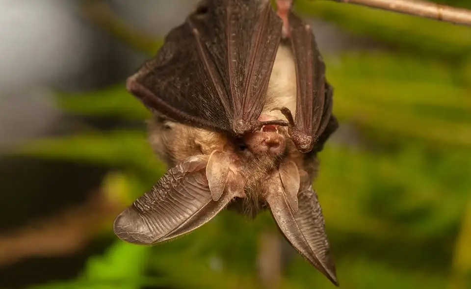 Balade chauves-souris