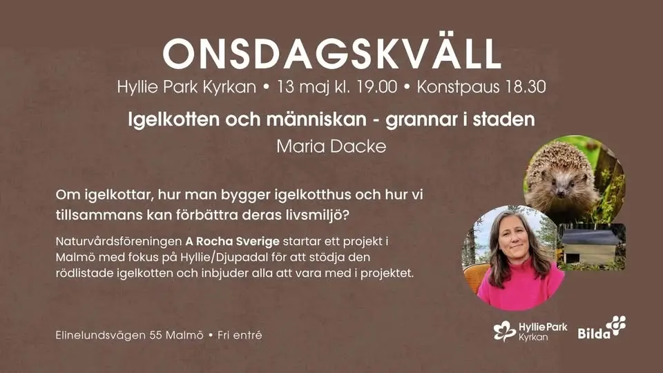 Onsdagskväll på Hyllie Park - Igelkotten och människan