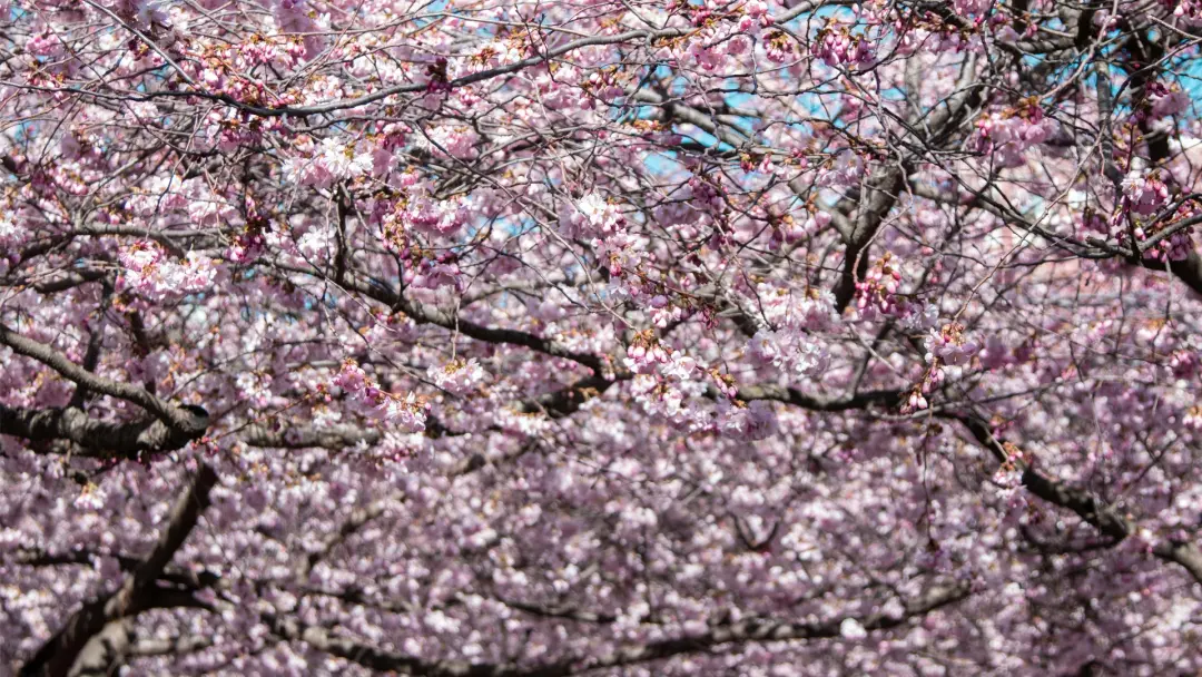 Let's go to Sakura Festival