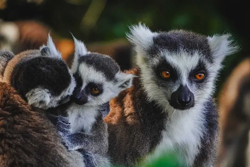 Martina Podhůrská – Madagaskar: Napříč sedmým kontinentem