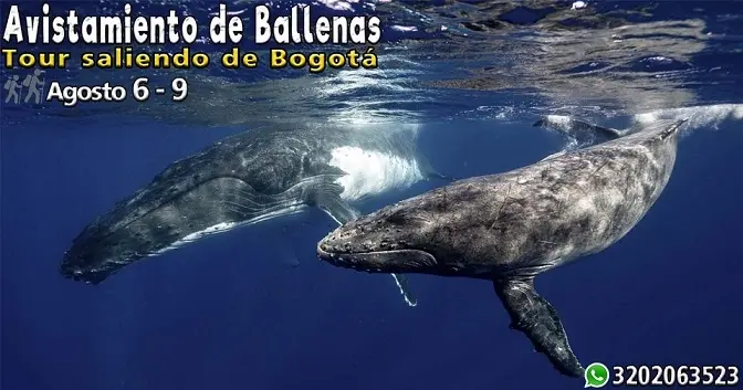 Tour Ballenas Agosto, Salida desde Bogotá