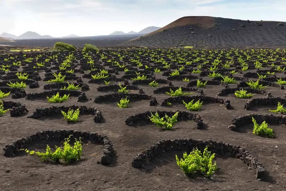 🌋Volcanic Wine Tasting Experience 🍇