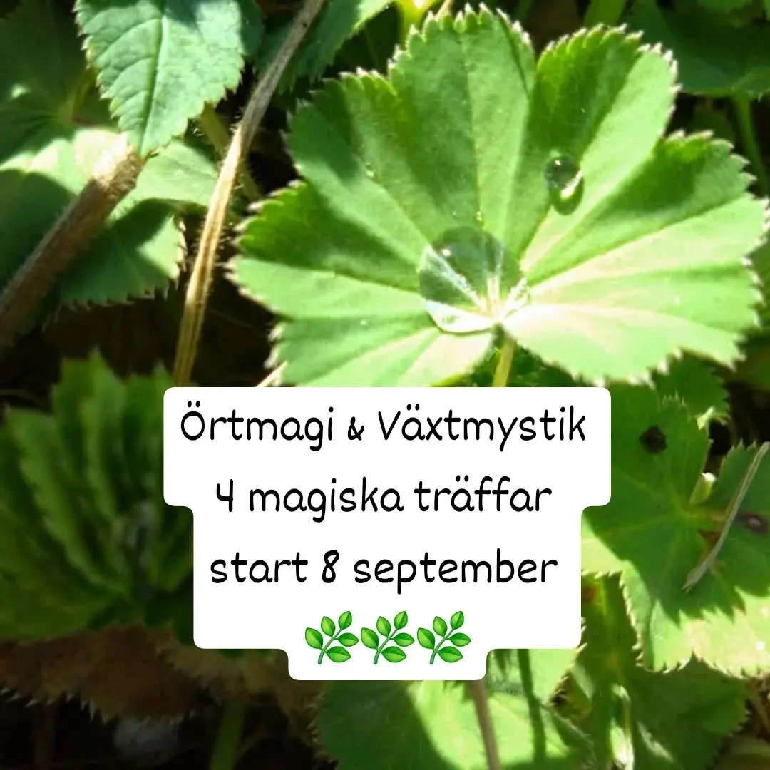 Örtmagi & Växtmystik – 4 magiska träffar
