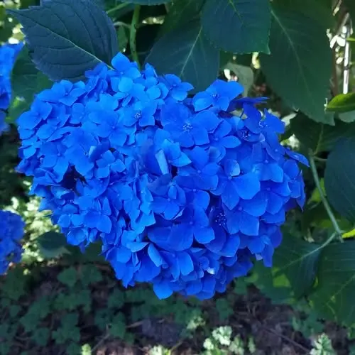 Arboretum Walking Tour