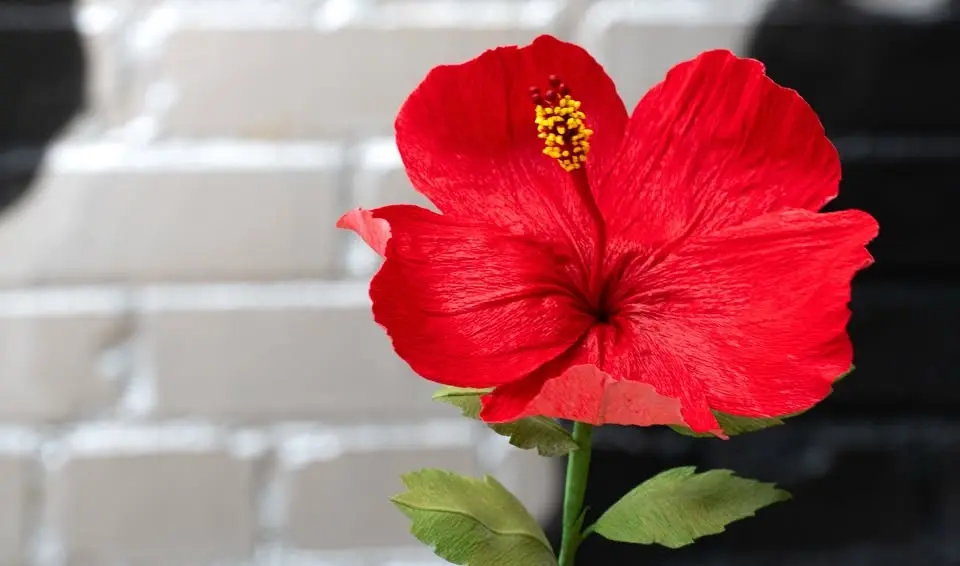 Art Class: Crepe Paper Flowers: Flor de Maga