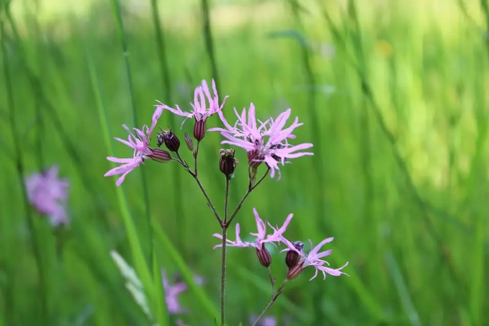 De vilda blommornas dag!