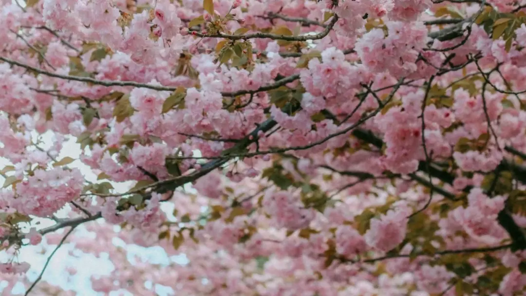 GREEN £5 WALK: 🌳🌲🌿 CHERRY BLOSSOM at GREENWICH, then THAMESPATH to STARGAZER,