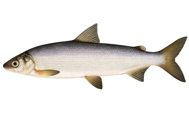 Fiskkväll - Kalailta