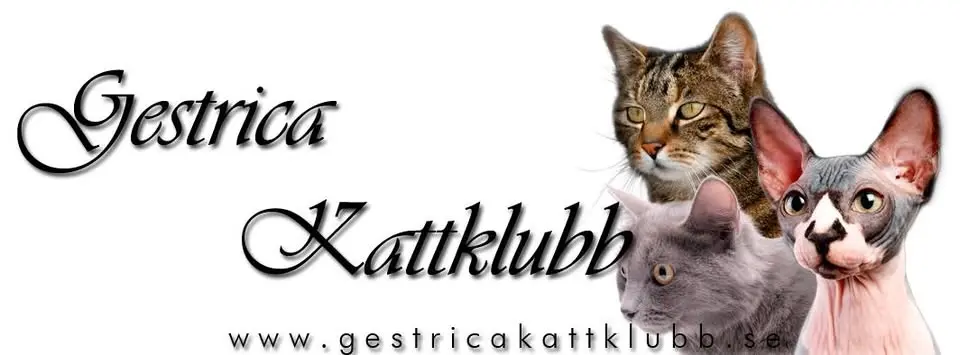 Gestrica Kattklubbs Internationella Utställning 1-2 augusti 2026