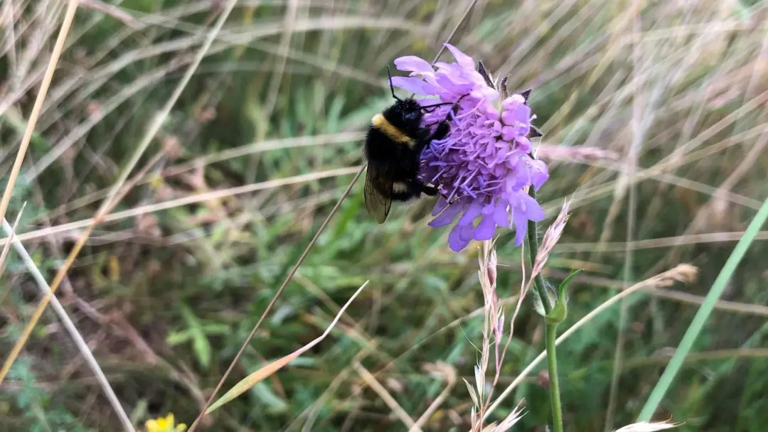 Matvandring i Linnés anda