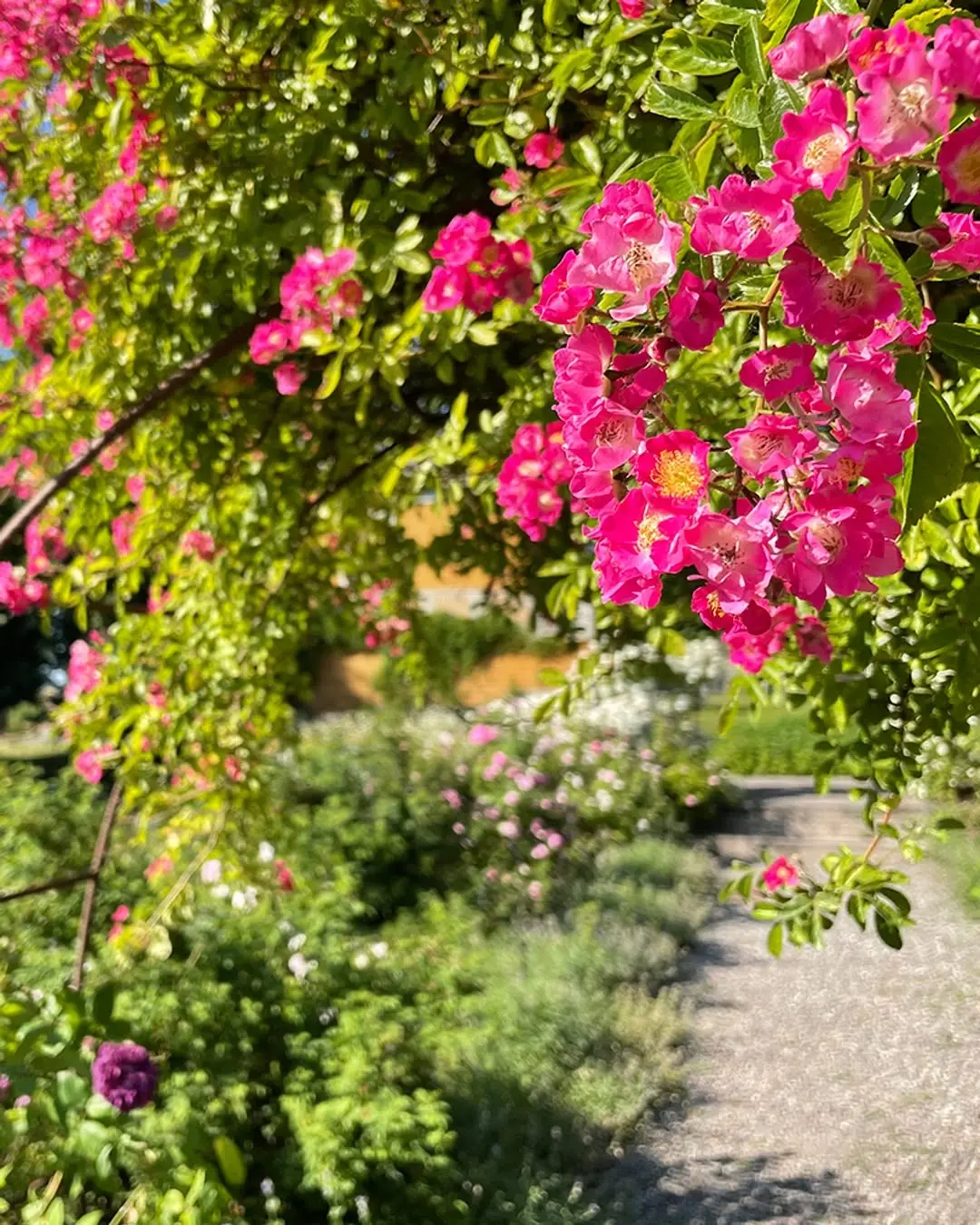 Guidad rosvisning – Rosens dag