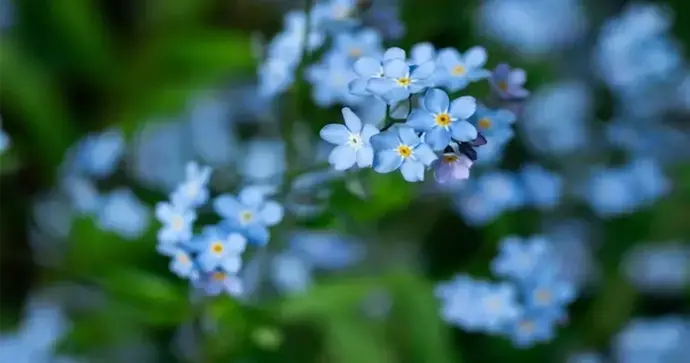 Alzheimersdagen