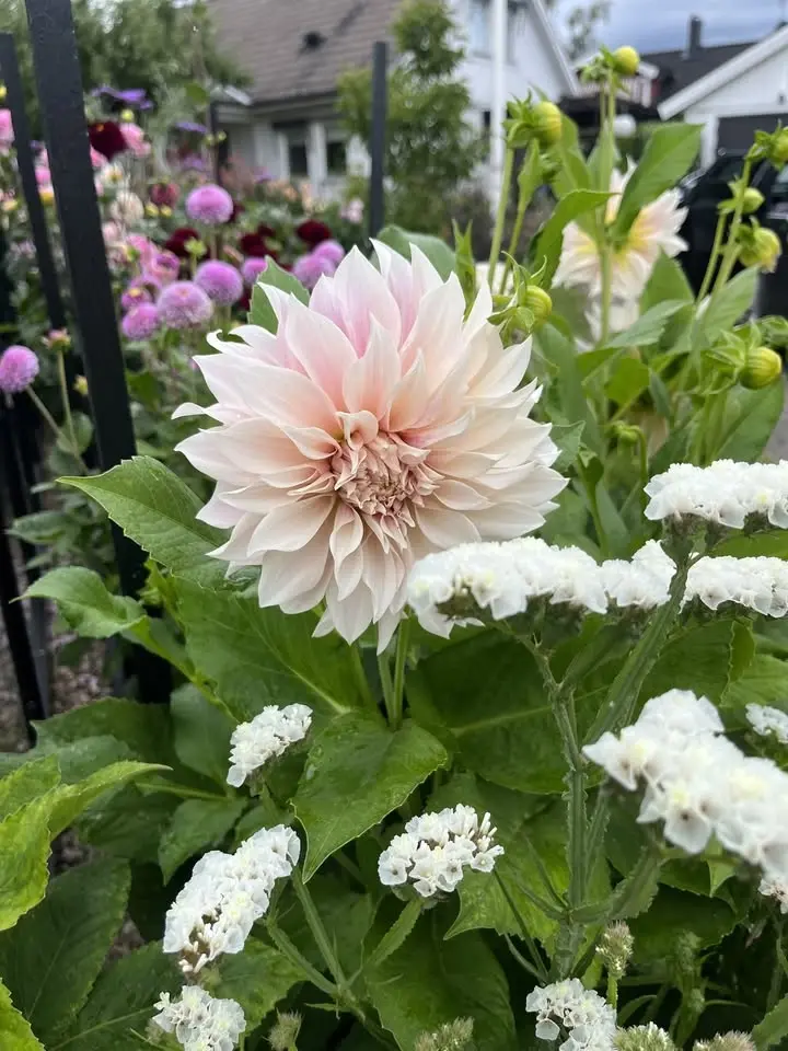 Plantloppis Lillån 
