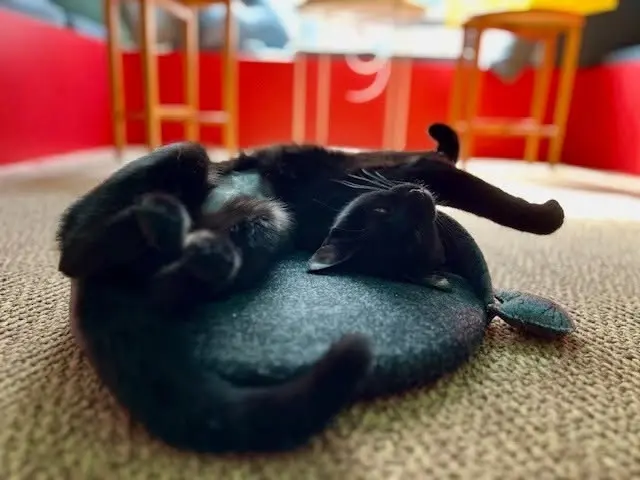 Meowfullness - meditation with cats 