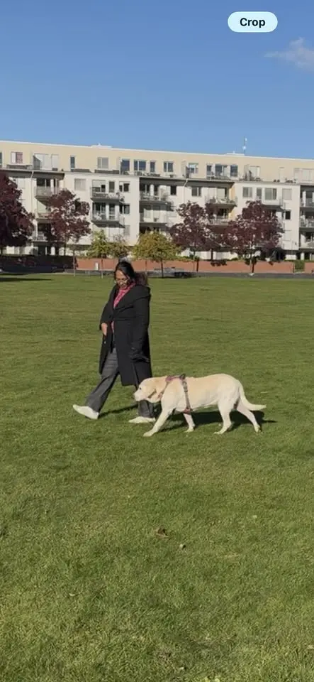 Dog - behaviour consulting 