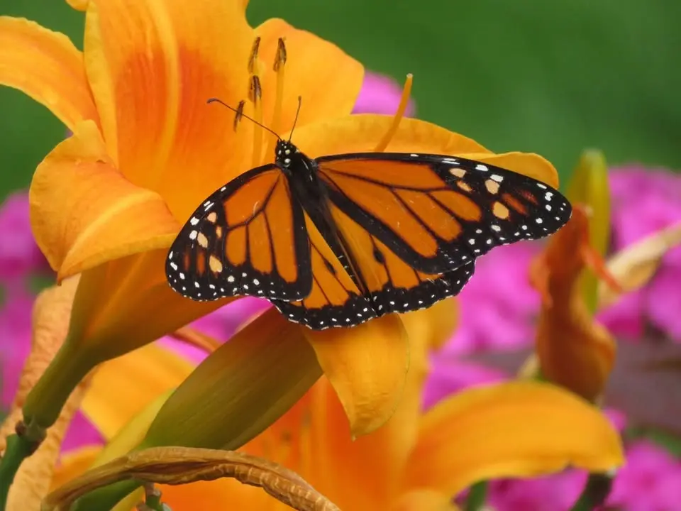 Butterfly Release
