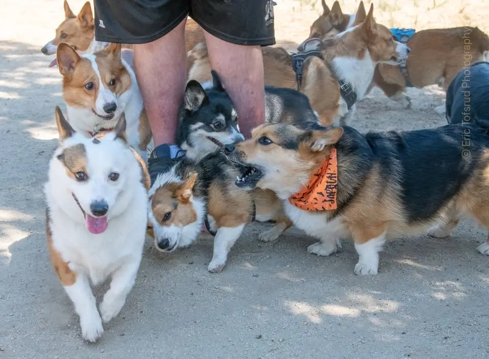 University Dog Park - Big Meet