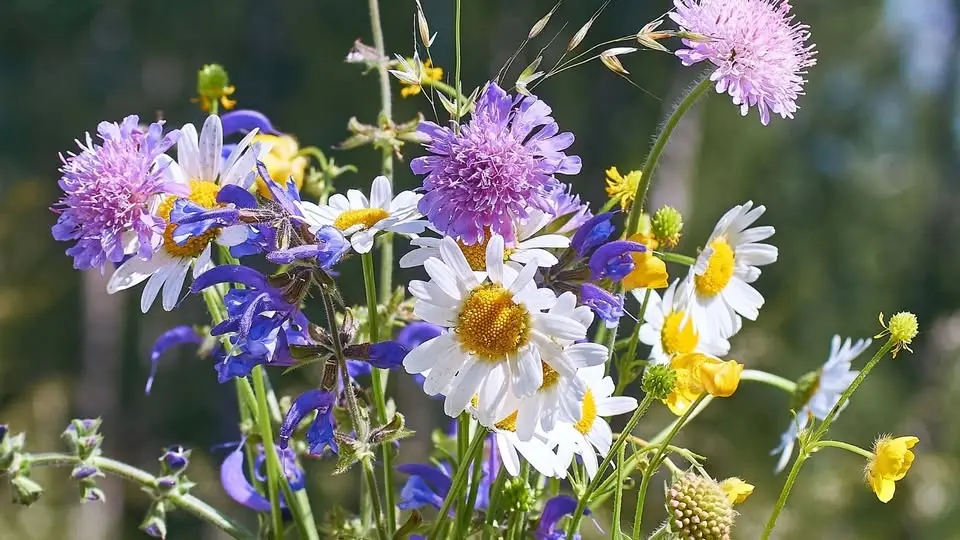 Vilda blommor i Tyresta nationalpark