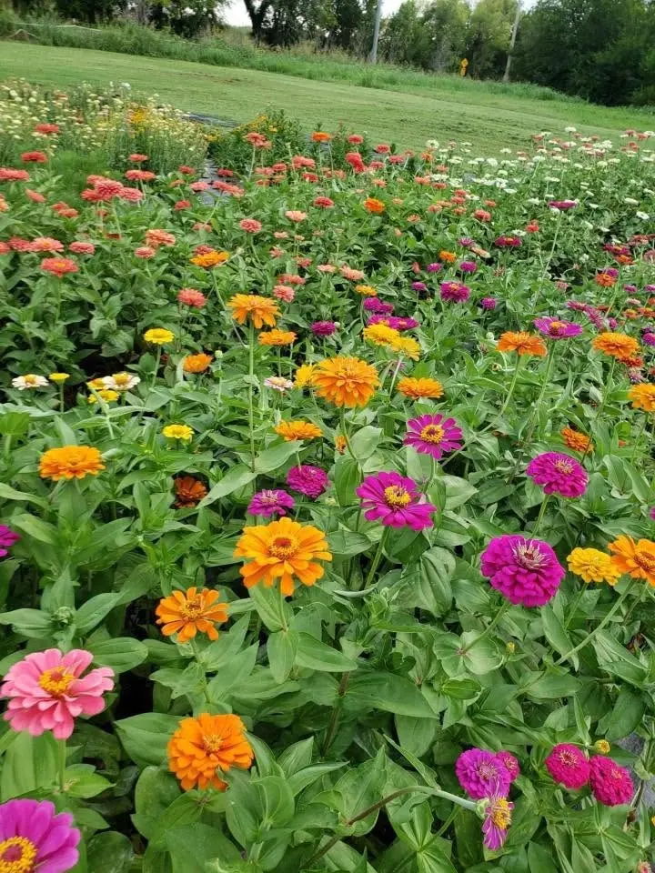 Flower Farm Minis