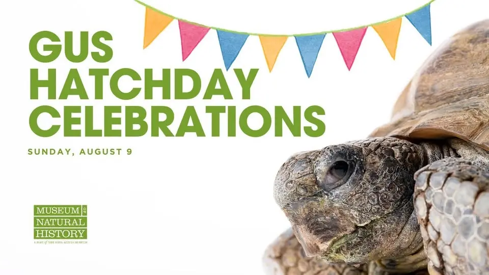 Gus Hatchday Celebrations