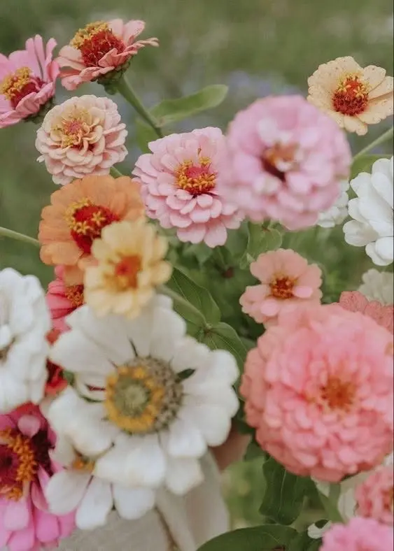 Zen & Zinnias đ¸