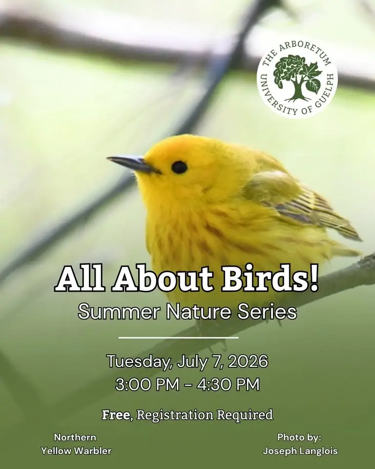 Summer Nature Series - All About Birds