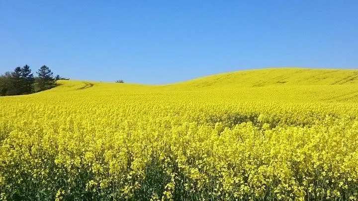 I denna ljuva sommartid