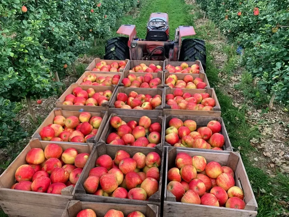 September Harvest Festival