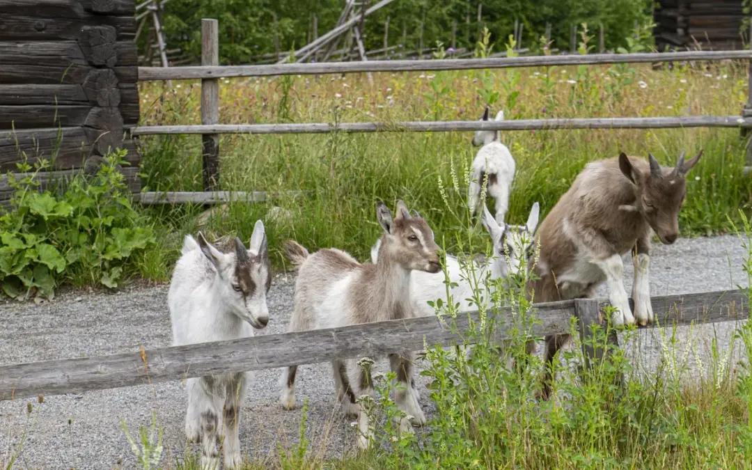 Familjebuss – utflykt till Skansen