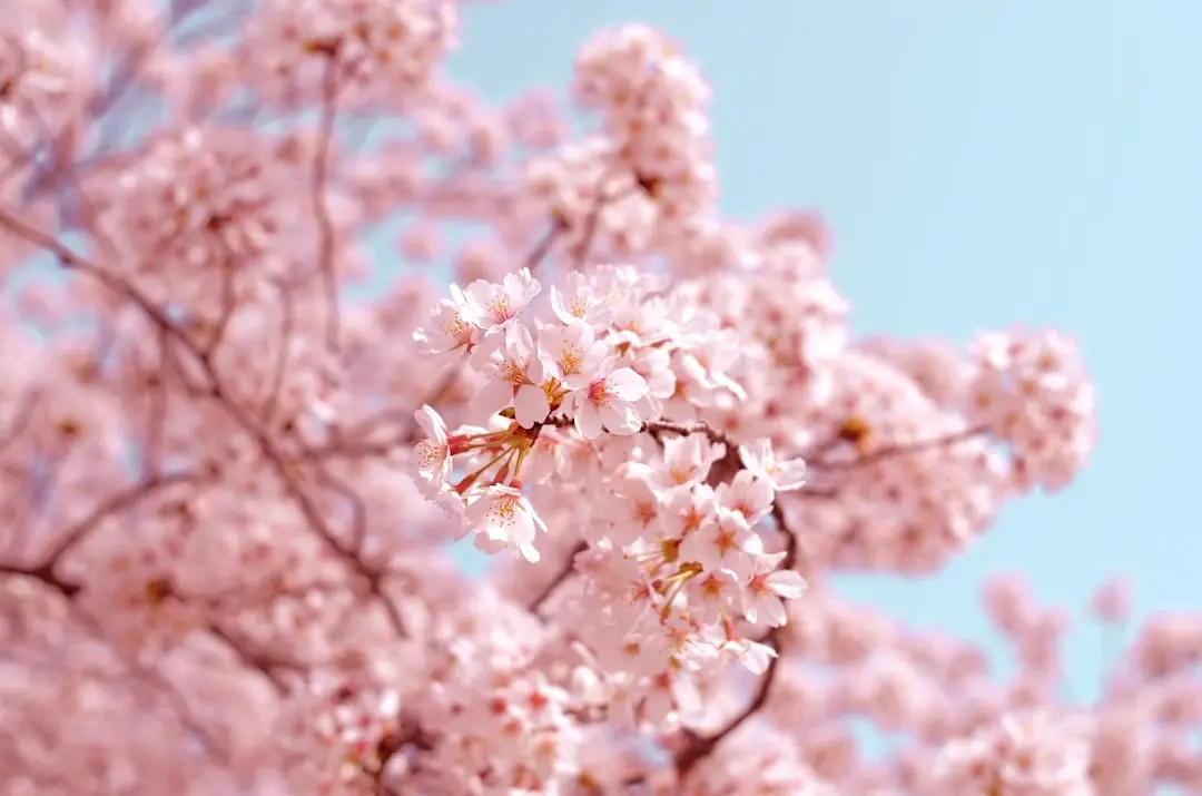 Sunday Walk - Brussels - cherry blossoms edition