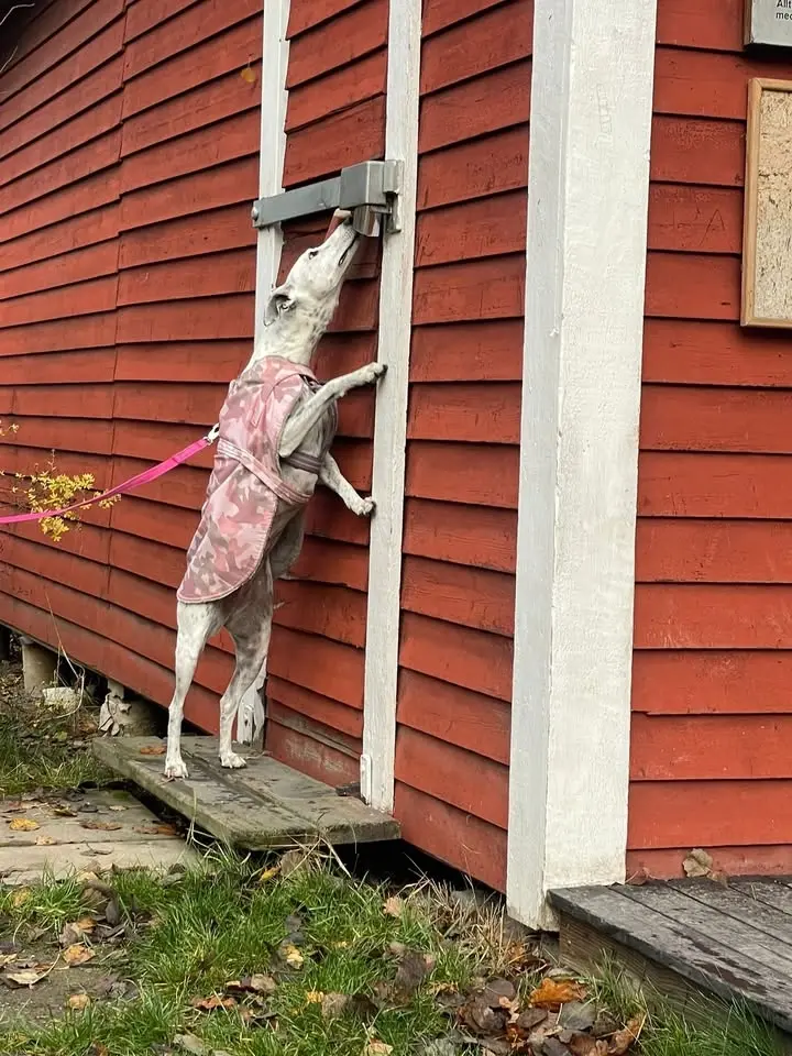 Nose Work tematräning utomhussök - tema höga gömmor ⛰️ 