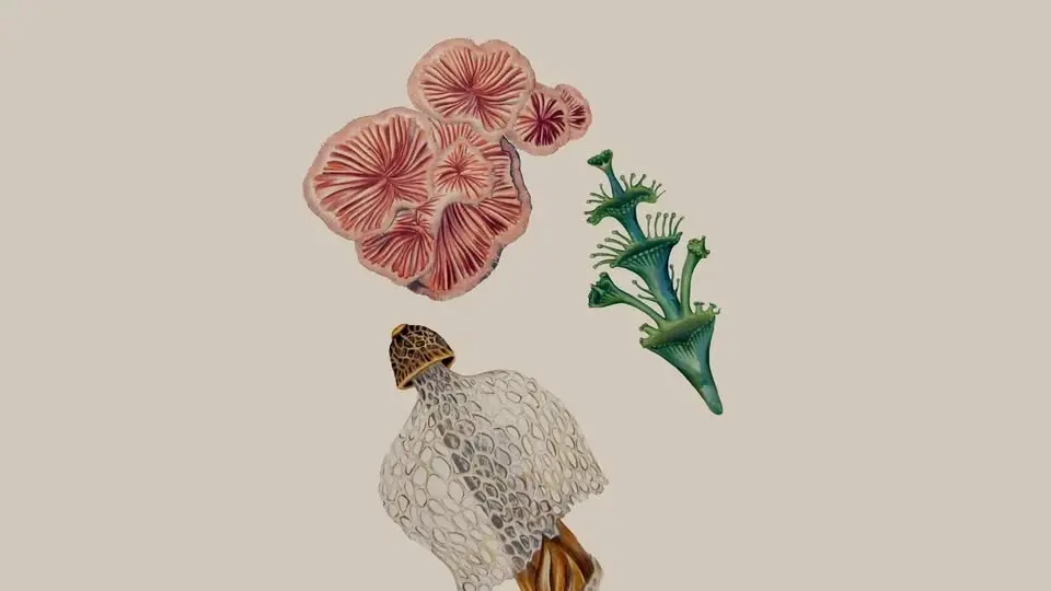 Taller "Dibujar el mundo vegetal" con Sofía Probert 🌿🖌️