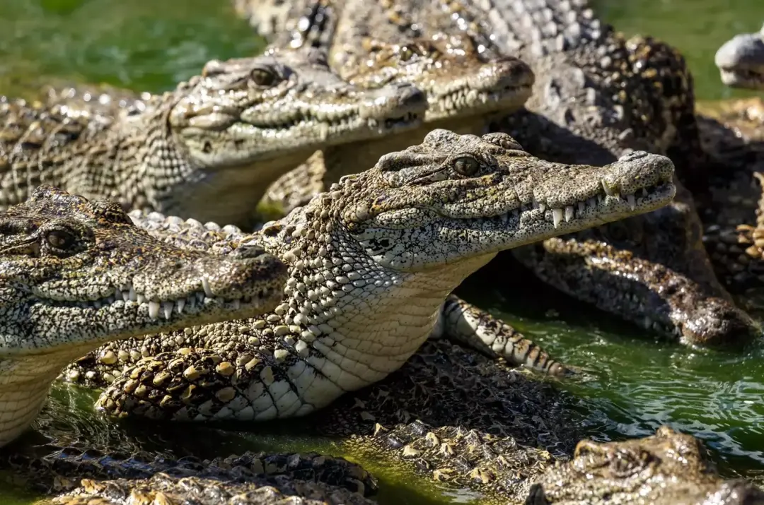 Oslava Mezinárodního dne tropů v Zoo Praha