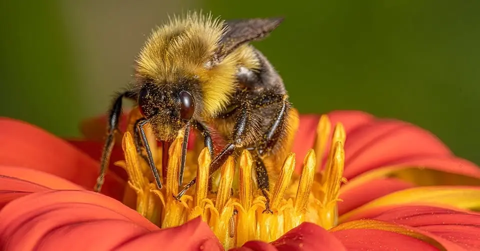 Getting Started in Macro Photography