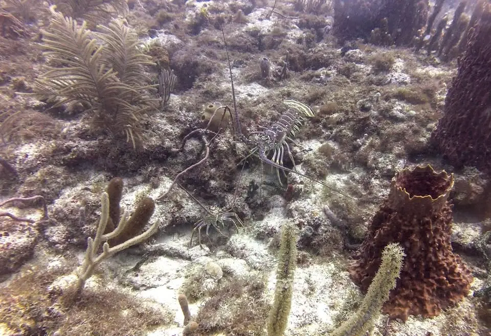 Florida Mini Season Day 1 Early Dive