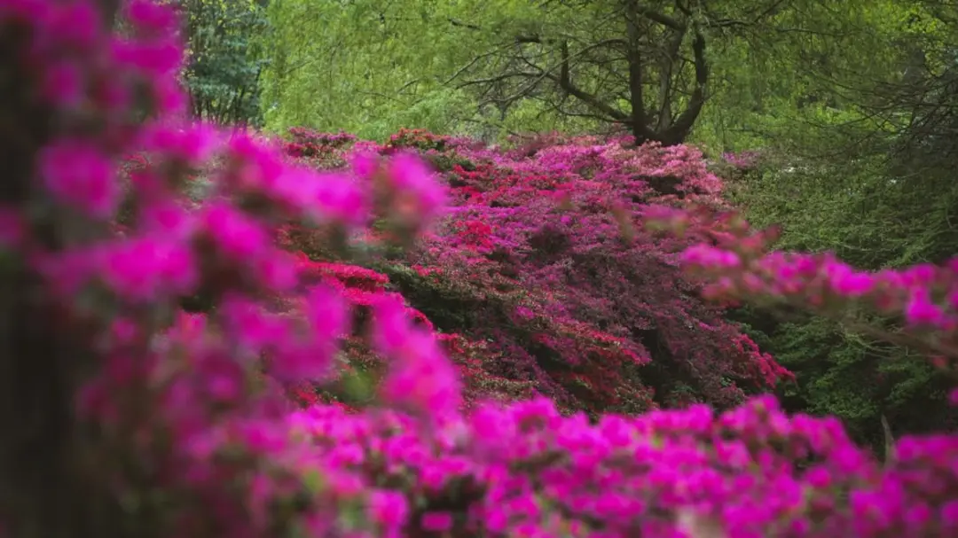 🌍 SPRING EQUINOX: International Social Hike & Spanglish Exchange 🦌🌸