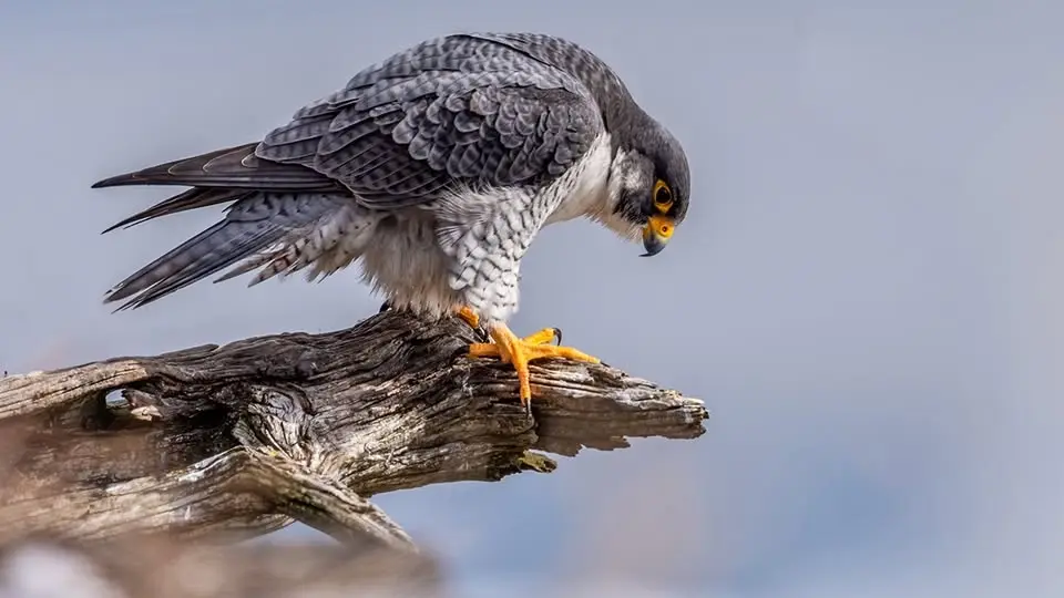 Raptors Up Close