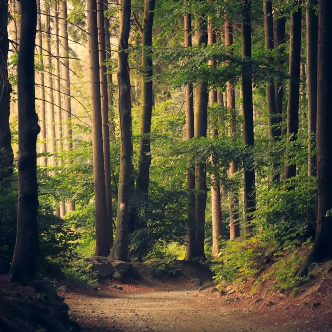 Nature Walk