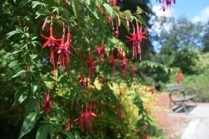 Arboretum Walking Tour