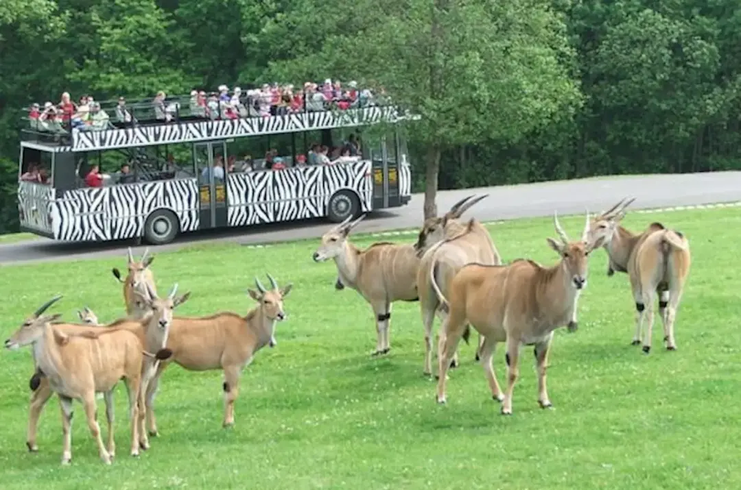 Oslavy 80. výročí v Safari Parku Dvůr Králové